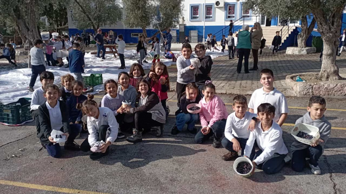 Mavi Yeşil Okullar Projesi Çerçevesinde Öğrencilerimiz Zeytin Hasadı Yaptılar.